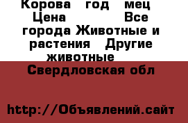 Корова 1 год 4 мец › Цена ­ 27 000 - Все города Животные и растения » Другие животные   . Свердловская обл.